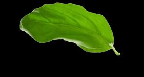 basil leaf