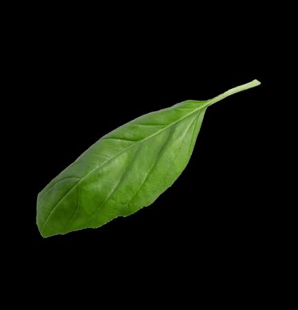 basil leaf